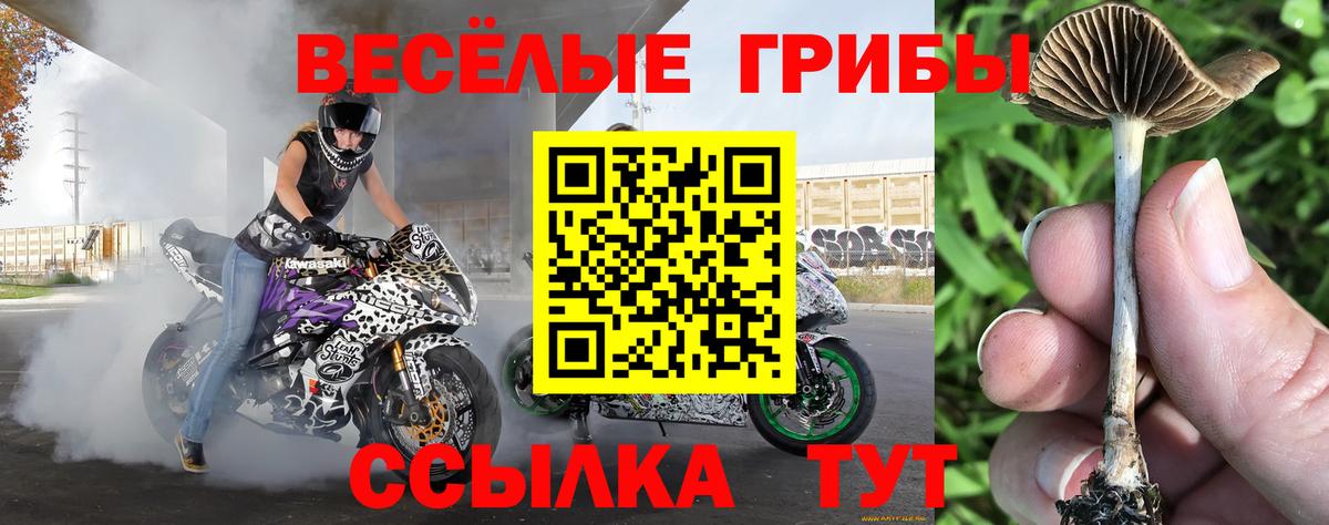Галлюциногенные грибы GOLDEN TEACHER  Вход с VPN  Балаково 